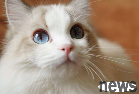 Want to know what to do if your cat’s mouth is rotten? Come and check out this article!