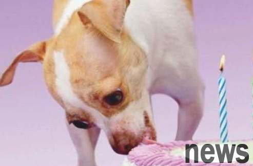 No matter how much you love your dog, you don’t have to feed it!