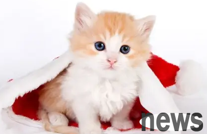 Cat raising tips: Can cats be dewormed in and out of the body be together?