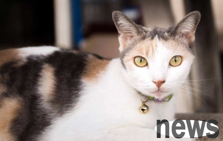 Cat hair is clumping and hard? Do you have ringworm?