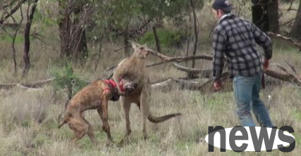 Kangaroo takes pet dog hostage, owner rushes to duel with kangaroo